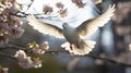 Graceful white dove soaring in sunlight with elegant sakura trees blossoming in the background