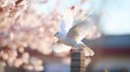 Graceful white dove soaring under sunlit sky with blooming cherry blossom trees in backdrop