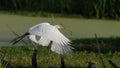 White egret in flight with nesting material. Royalty Free Stock Photo