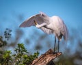 Graceful white egret preening under its wing