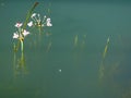 Graceful white flowers emerge from the river
