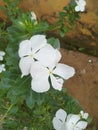 Graceful white geranium flowers