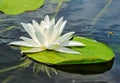 Graceful White lily in the clear water of a forest lake