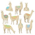 Graceful white llama set, alpaca animal in ornamented poncho posing in different situations vector Illustrations on a