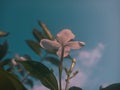 Graceful white petals