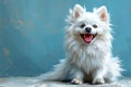 Graceful white spitz, fur glowing, stands proud and beautiful, a soft gaze in azure