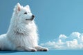 Graceful white spitz, fur glowing, stands proud and beautiful, a soft gaze in azure, space for text