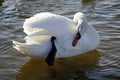 A graceful white swan cleans its feathers. large waterfowl Royalty Free Stock Photo