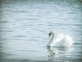 Graceful white swan Cygnus olor swimming on a lake or sea Royalty Free Stock Photo