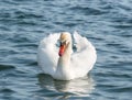 Graceful white swan Cygnus olor swimming on a lake or sea Royalty Free Stock Photo