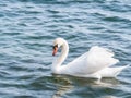 Graceful white swan Cygnus olor swimming on a lake or sea Royalty Free Stock Photo