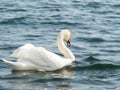 Graceful white swan Cygnus olor swimming on a lake or sea Royalty Free Stock Photo