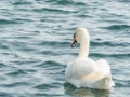 Graceful white swan Cygnus olor swimming on a lake or sea Royalty Free Stock Photo