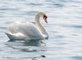 Graceful white swan Cygnus olor swimming on a lake or sea Royalty Free Stock Photo