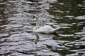 A Graceful white swan on dark water.