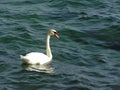 Graceful white swan on emerald water Royalty Free Stock Photo
