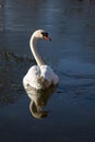 Young white Swan turning its neck to look back Royalty Free Stock Photo