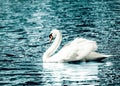 Graceful white swan Royalty Free Stock Photo