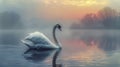 Graceful White Swan with long feathers glides serenely across the calm surface of a lake