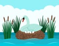 A graceful white swan sits on a snide with eggs in a pond with reeds. Landscape pond. flat vector
