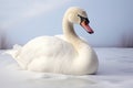 White swan on snow Royalty Free Stock Photo