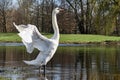 Graceful white swan. With spread wings