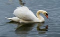 Graceful white swan with spread wings swims on lake