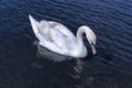 Graceful white swan on the surface of lake