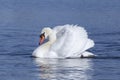 Graceful white swan swimming in blue waves Royalty Free Stock Photo