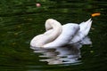 A graceful white swan swimming on a lake with dark green water. The white swan is reflected in the water