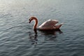 Graceful white swan swimming on a lake or sea Royalty Free Stock Photo