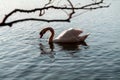 Graceful white swan swimming on a lake or sea Royalty Free Stock Photo