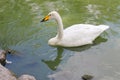 Graceful white Swan swimming in the lake , swans in the wild Royalty Free Stock Photo