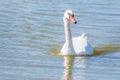 Graceful white Swan swimming in the lake swans in the wild. Portrait of a white swan swimming on a lake