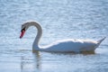 Graceful white Swan swimming in the lake, swans in the wild. Portrait of a white swan swimming on a lake Royalty Free Stock Photo