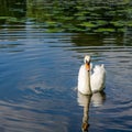 Graceful white swan swimming on water