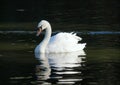 Graceful white swan swims in lake Royalty Free Stock Photo