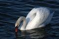 Graceful white swan on a water Royalty Free Stock Photo