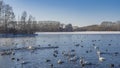 Graceful white swans and ducks swim in the ice-free lake. Royalty Free Stock Photo