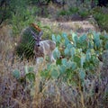 Graceful white-tailed deer in a wilderness of cactus trees and tall weeds in Sabino Canyon