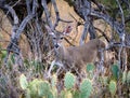 Graceful white-tailed deer in a wilderness of cactus trees and tall weeds in Sabino Canyon