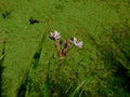 Graceful wild flower directed towards the surface of the canal with blooming algae