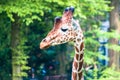 Graceful wild giraffe looking left, at the zoological park