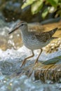 Graceful Wood Sandpiper Tringa glareola Walking on Water\'s Edge with Sunlight Filtering Through Foliage in Natural Habitat Royalty Free Stock Photo