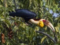 Graceful Wreathed Hornbills: Branch-perched Majesty in Pursuit of Food Royalty Free Stock Photo