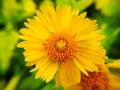 Graceful yellow blossoms of Desert sunflower Royalty Free Stock Photo