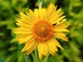 Graceful yellow blossoms of Desert sunflower Royalty Free Stock Photo