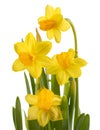 Graceful yellow daffodils isolated on white background