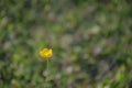 A graceful yellow small flower with a thin stem on a blurred green nature background