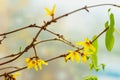 Graceful yellow spring flowering branches, light colorful background. Minimal elegant composition. Spring, ecology